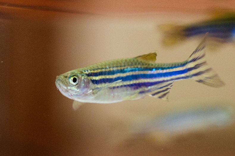 Zebrafish