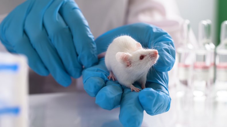 Mice in lab