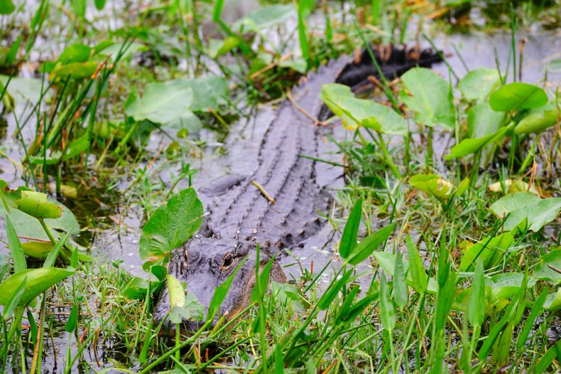 Alligator