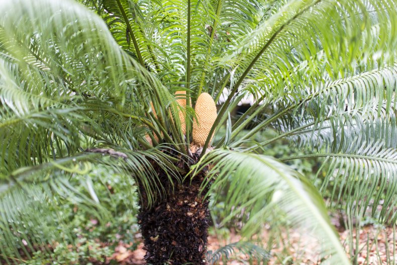 What plants are toxic to dogs? Flowers to avoid indoors and in the garden for your pet 5 Sago Palm