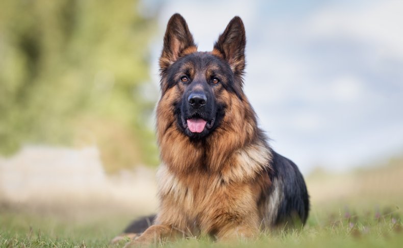 German Shepherd in field 