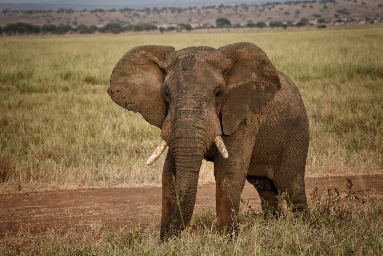 Elephant kills man in Kenya