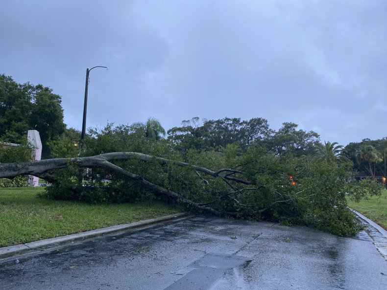 Fallen tree in Clearwater