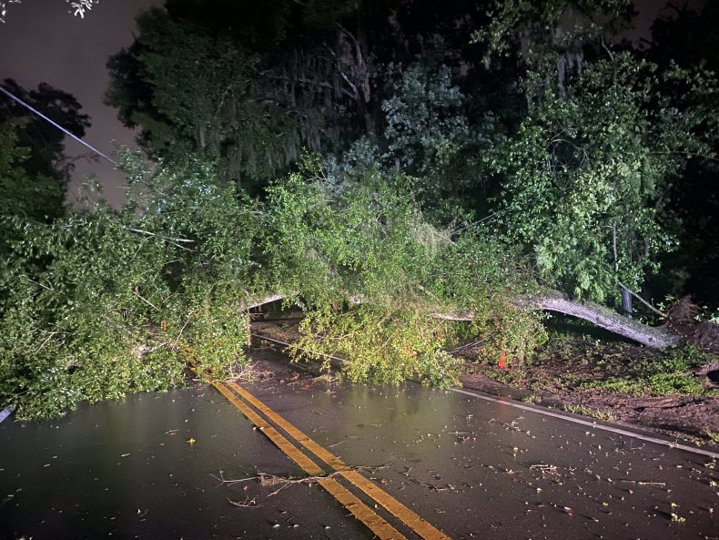 Tree in Hillsborough County