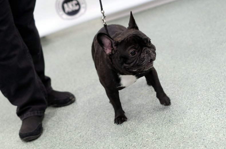 Woman arrested for stealing $10,000 French Bulldog