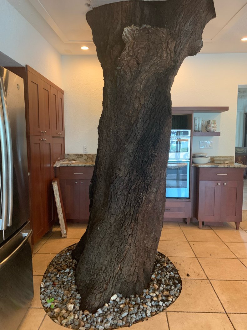 Photo of tree inside a Florida home.