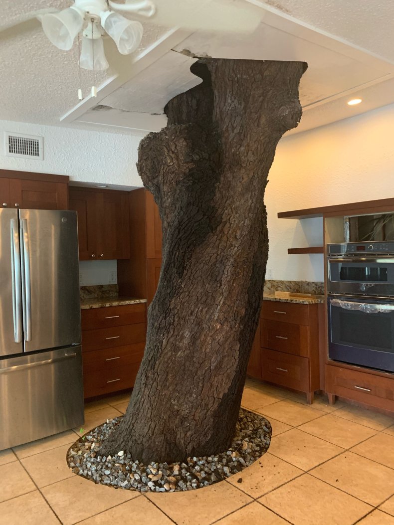 Photo of tree inside a Florida home.