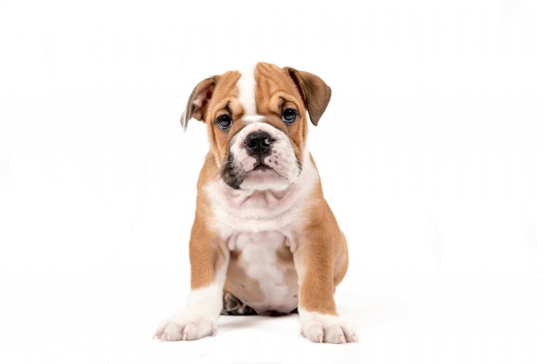 English Bulldog puppy