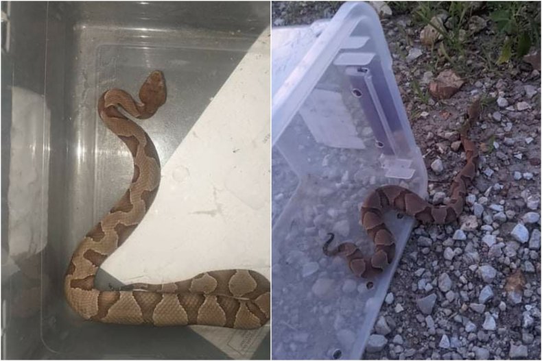 Teenager finds venomous snake in washing machine