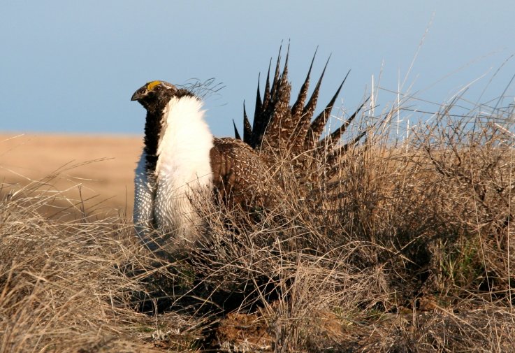 Greater sage-grouse