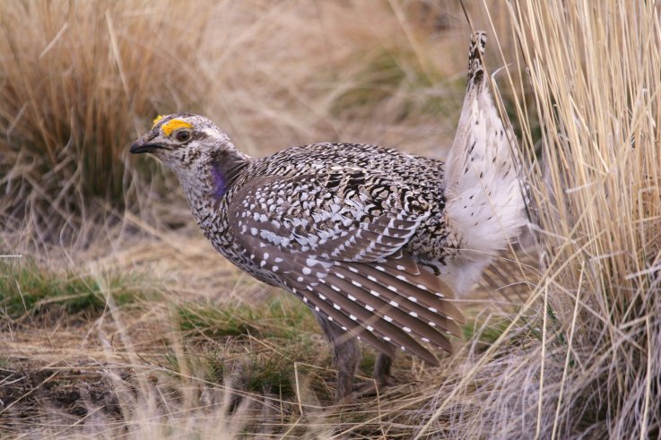 Sharp-tailed grouse