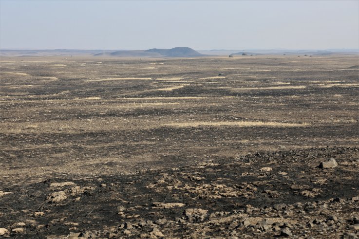 Sage habitat