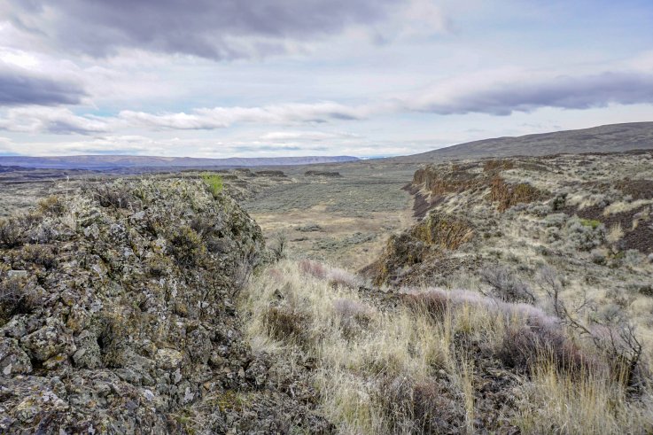 Healthy sagebrush