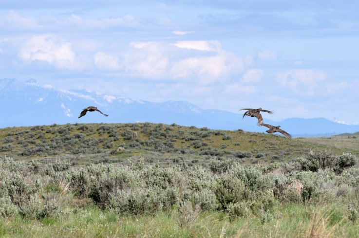Sharp-tailed grouse in flight