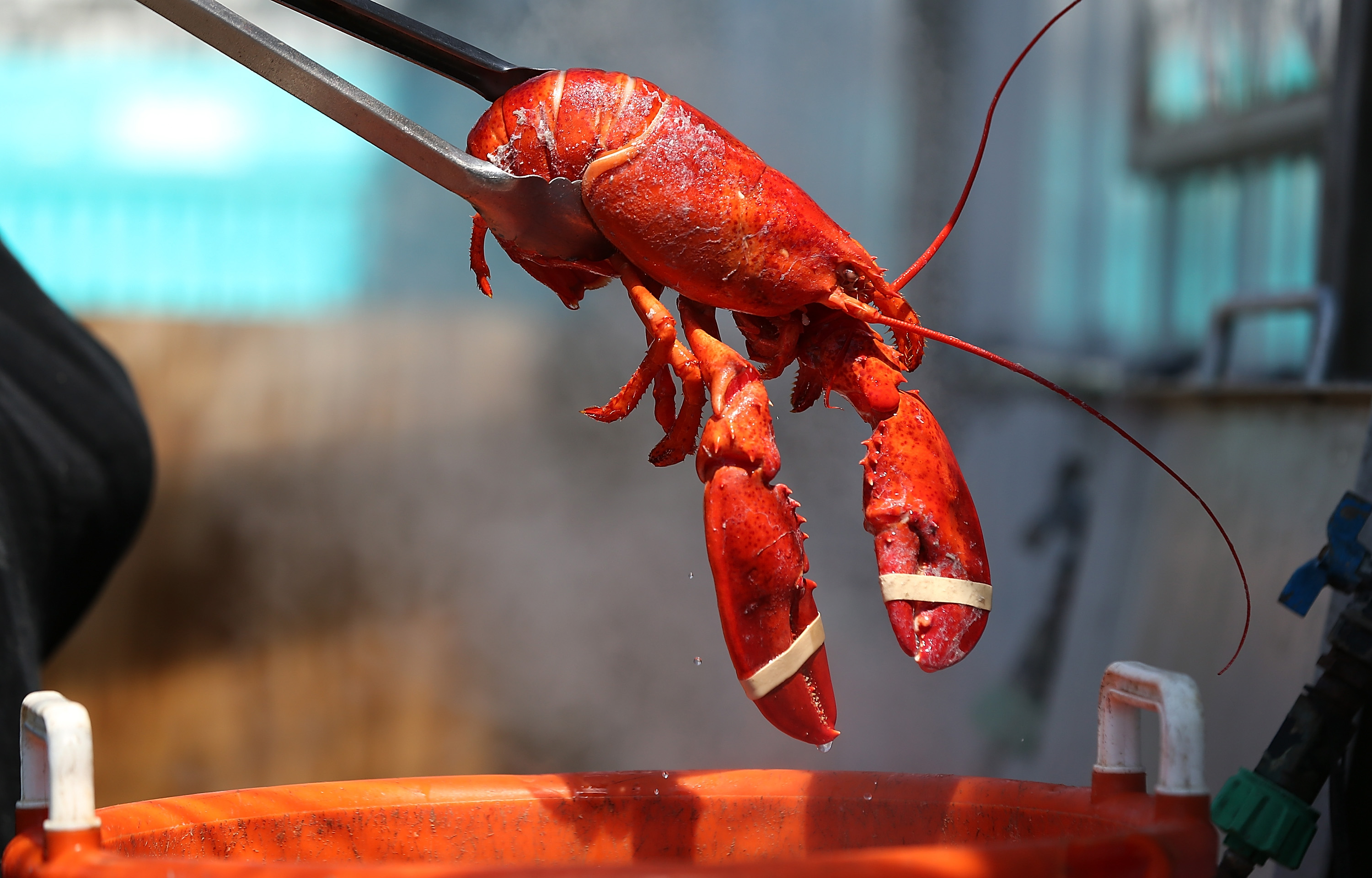 Boiling Lobsters Alive Is About to Become Illegal in UK Thanks to Animal  Welfare Concerns