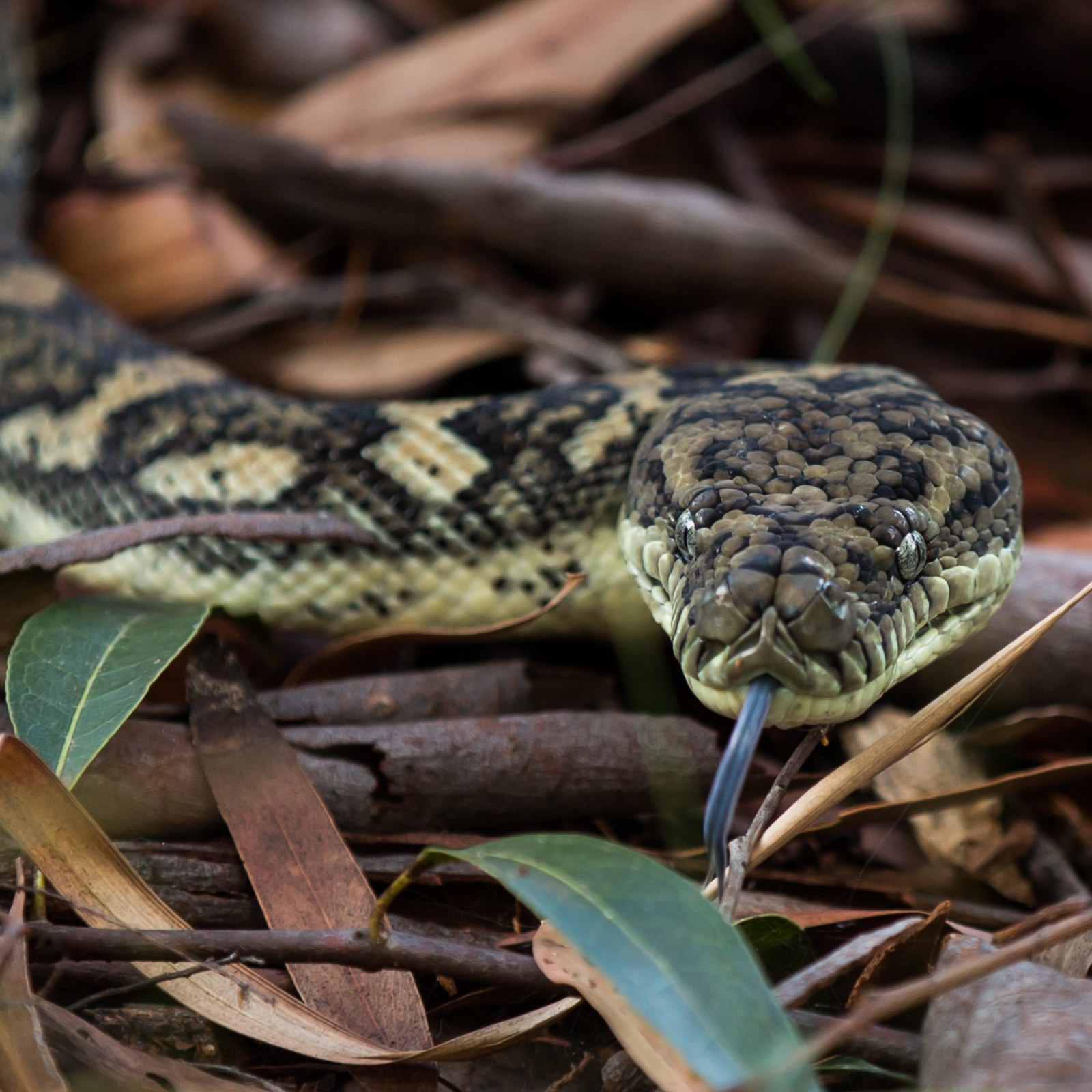 Carpet Python Australian Museum | www.cintronbeveragegroup.com