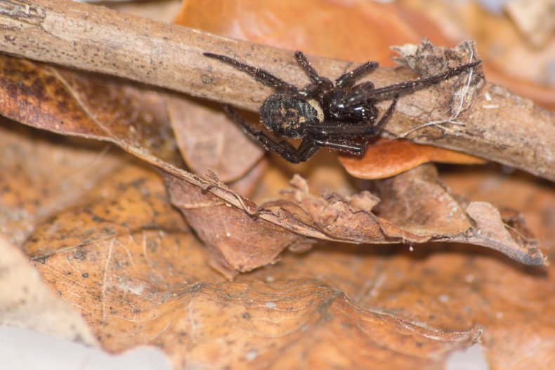 False widow spider bit Scottish man