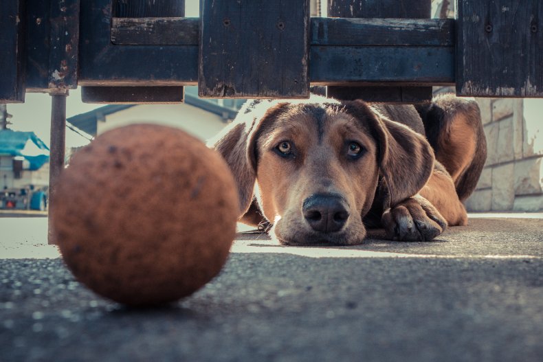 Dog staring at ball through fence