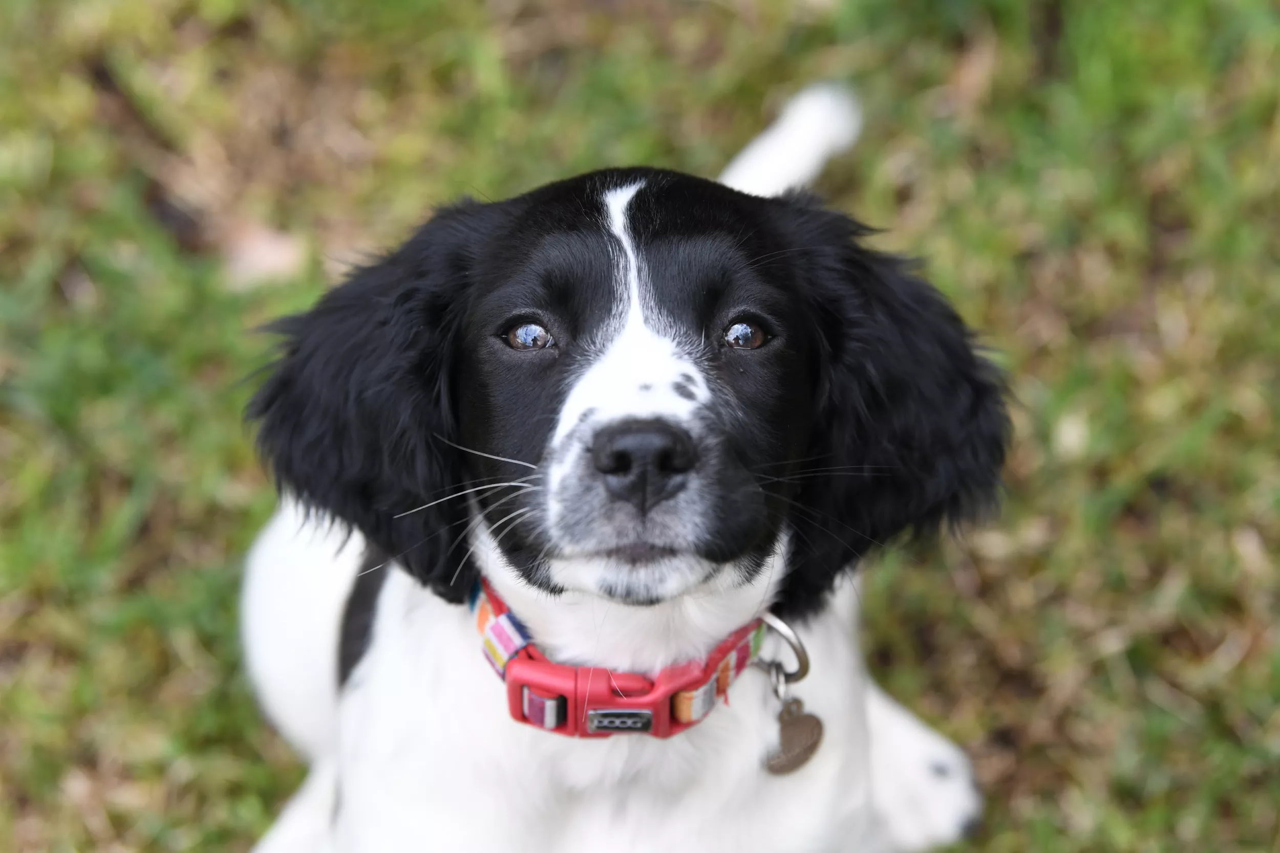 Un cachorro de springer spaniel inglés. 