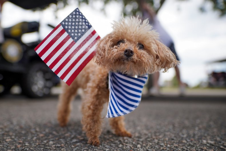 A small dog seen in South Carolina.