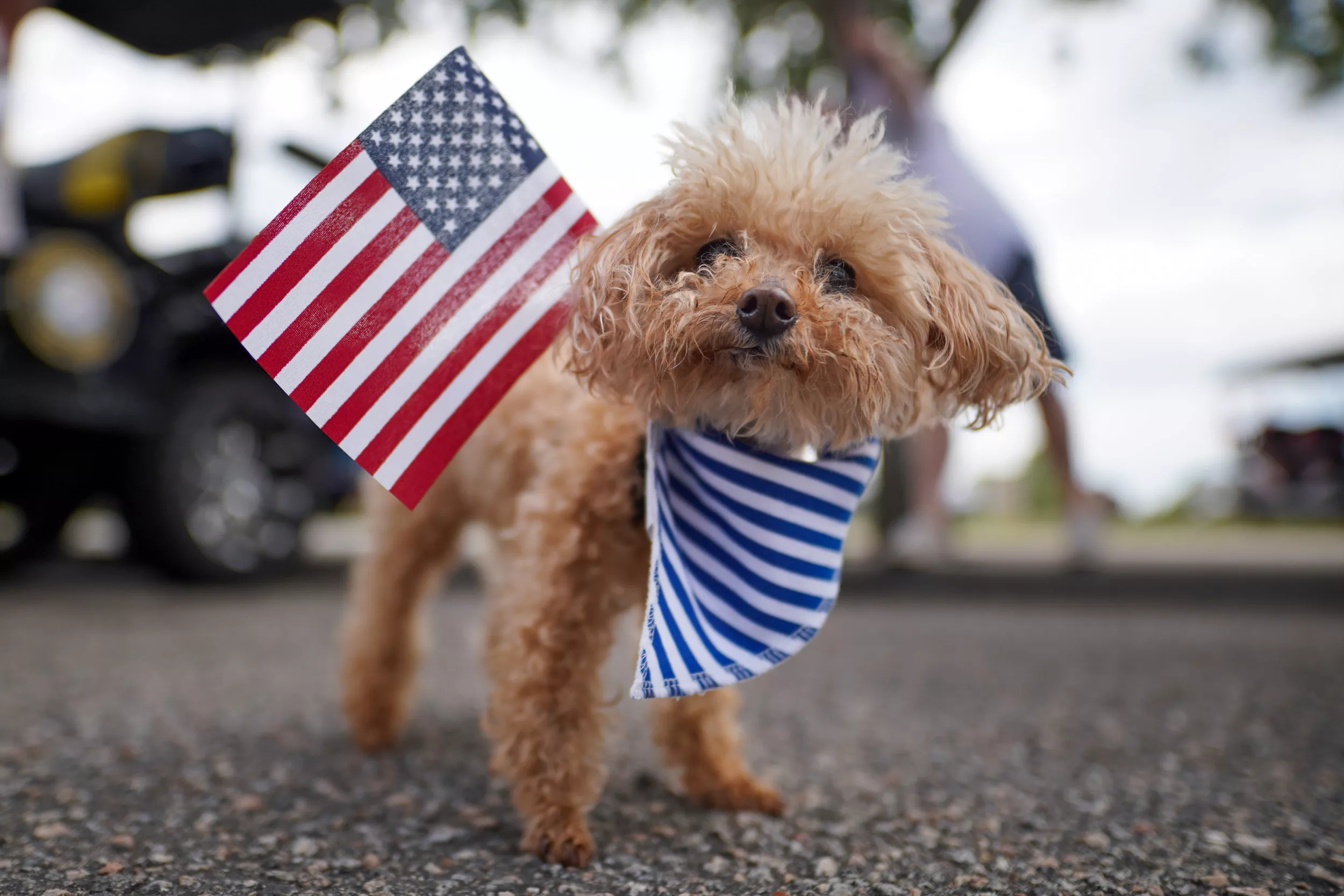  Un piccolo cane visto in South Carolina. 