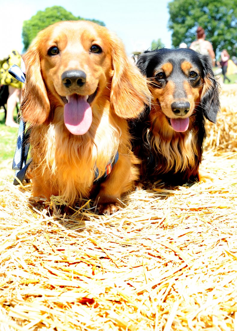 Miniature long-haired dachshunds in the U.K.