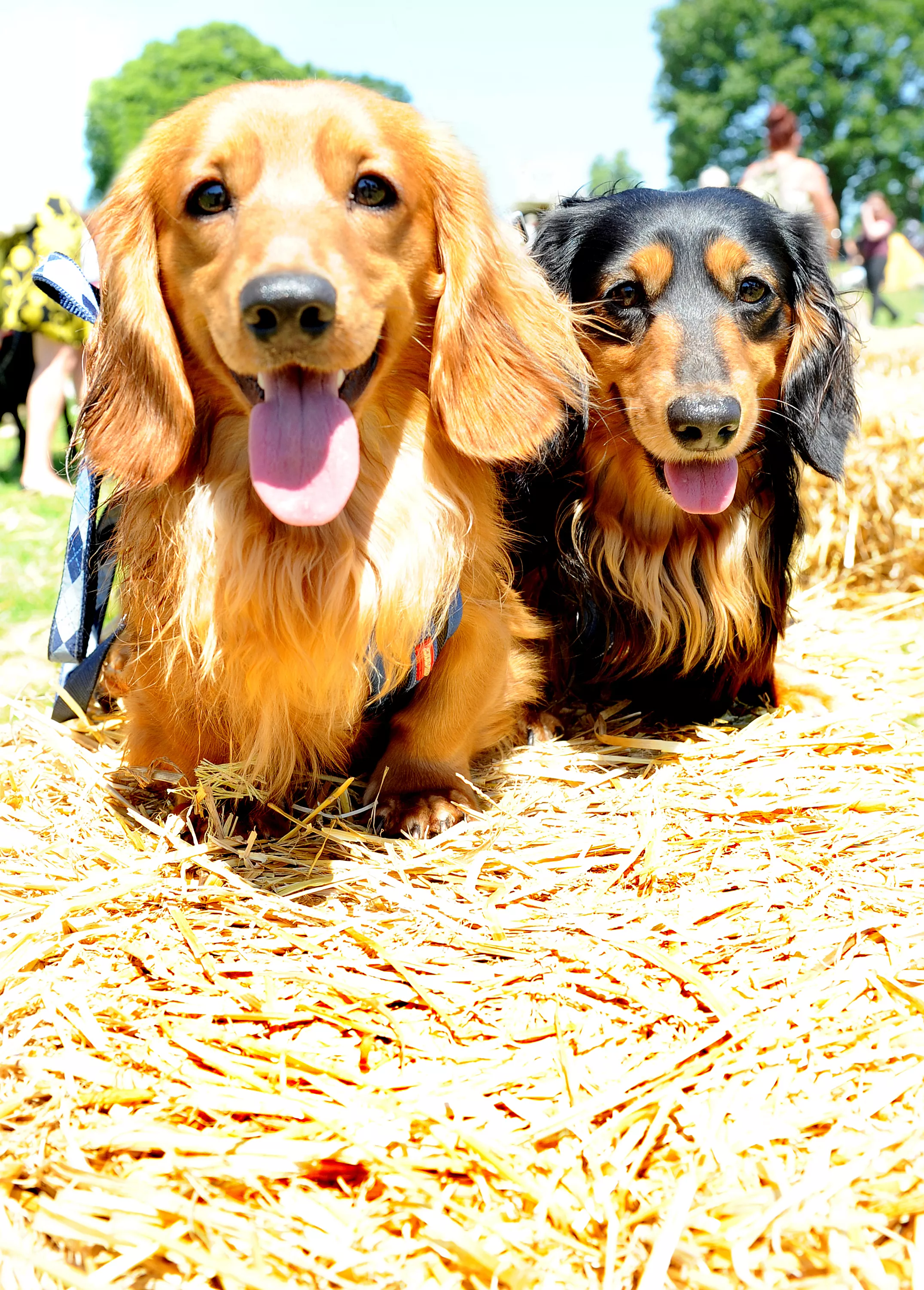 Miniatyr langhåret dachshunds i STORBRITANNIA 