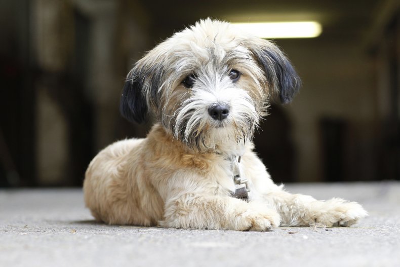 A dog at a Bavarian farm.