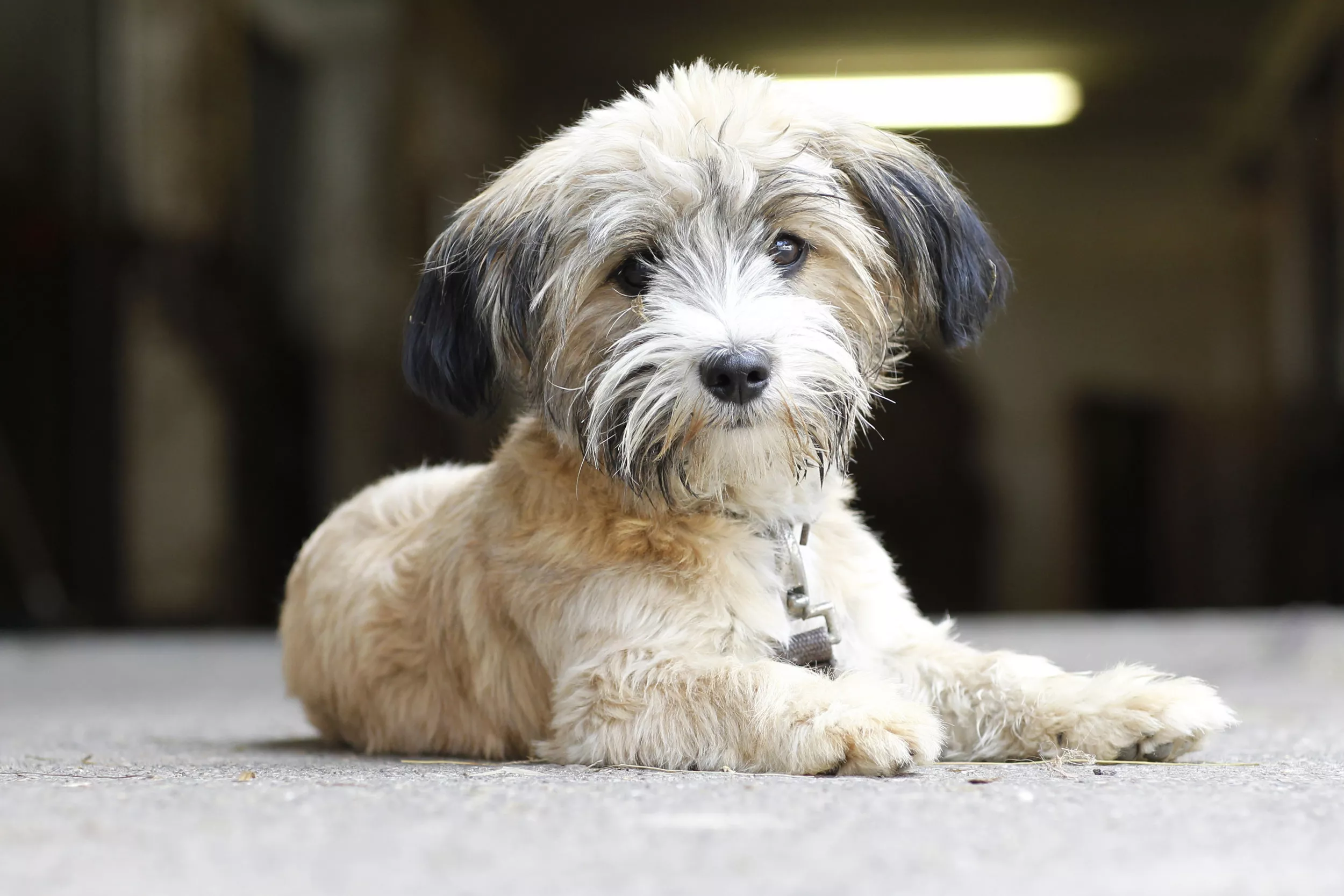 um cão em uma fazenda bávara. 