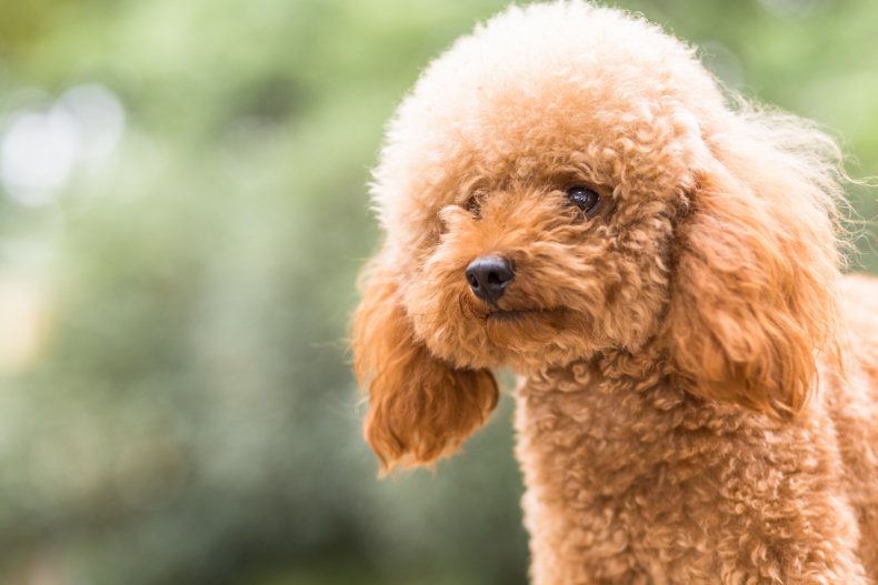Poodle torture in Singapore
