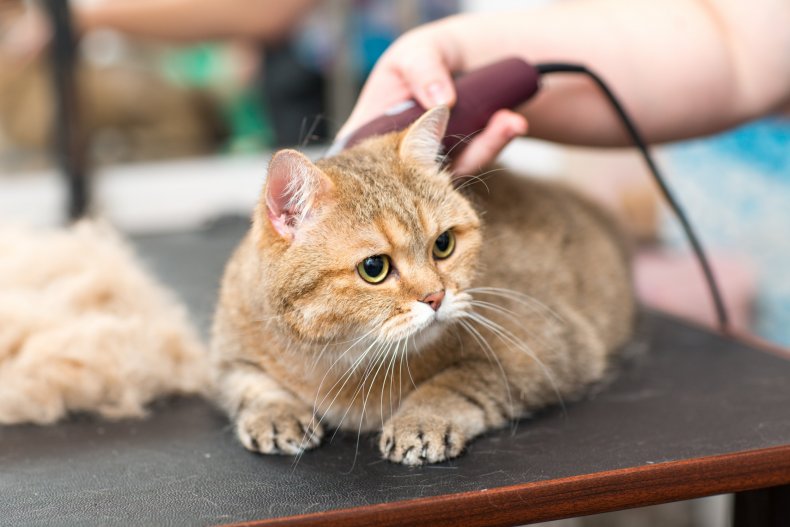 A cat getting groomed