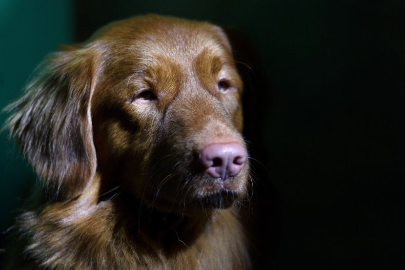 Nova Scotia duck tolling retriever