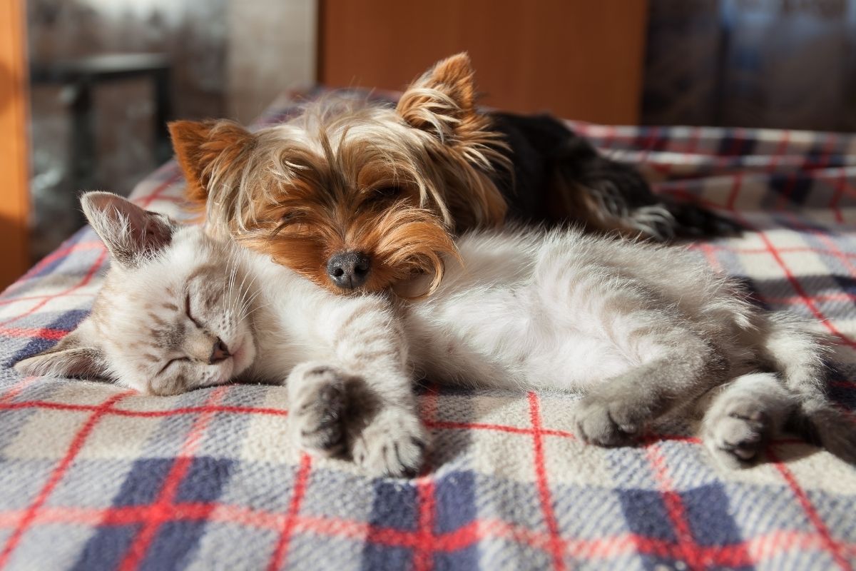 What Predicts If Dogs and Cats Can Live Happily Together?