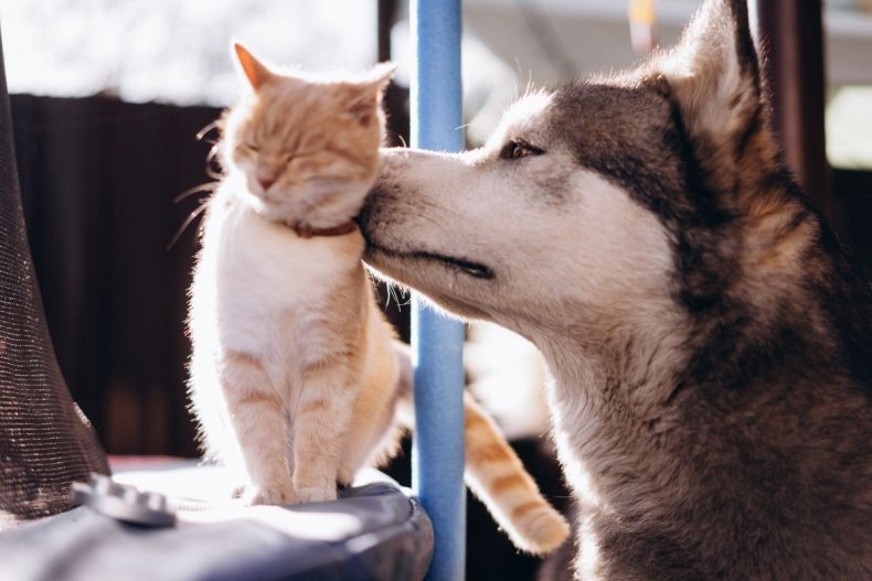 File photo of a dog and cat