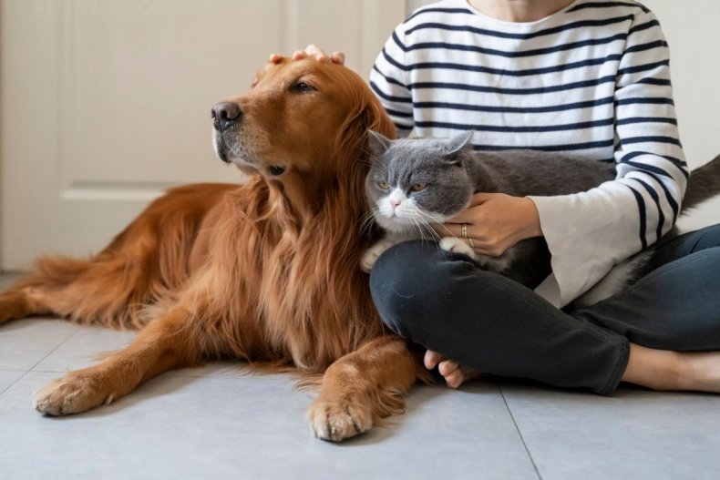 An owner with their cat and dog