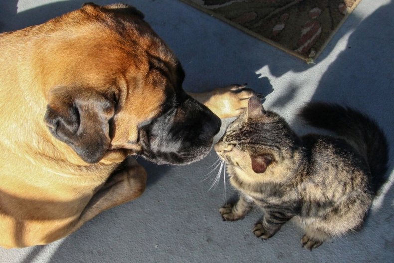 File photo of dog and cat meeting