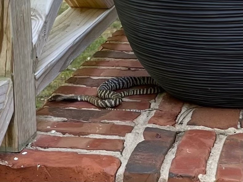 snake raleigh north carolina