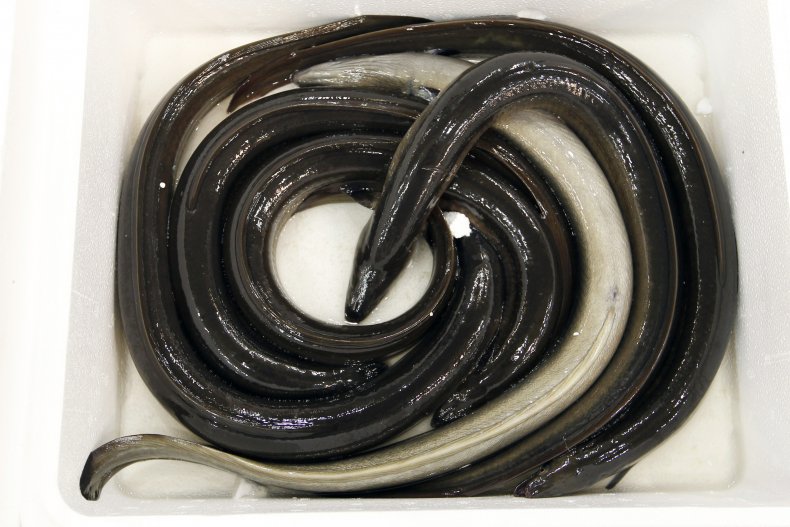 Eels on display in a French market.