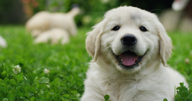 happy puppy outside in grass