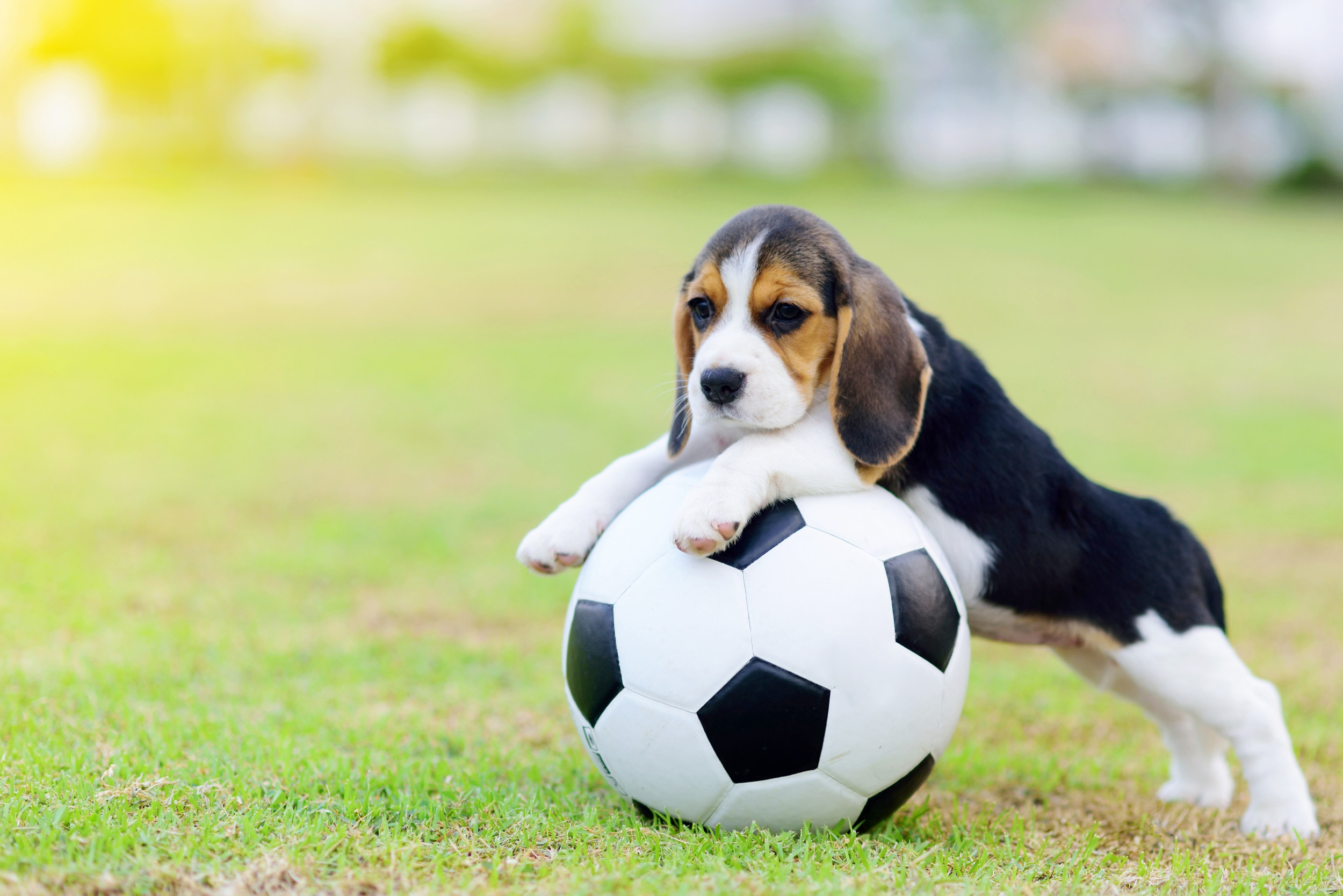 Puppy with cheap soccer ball