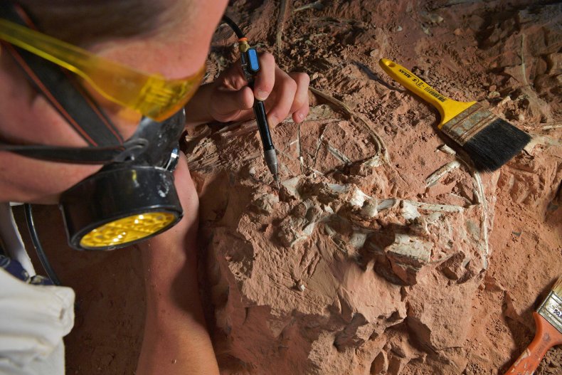 103-Million Year Old Dinosaur Fossil Discovered