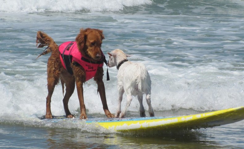 Ricochet the world famous surf dog