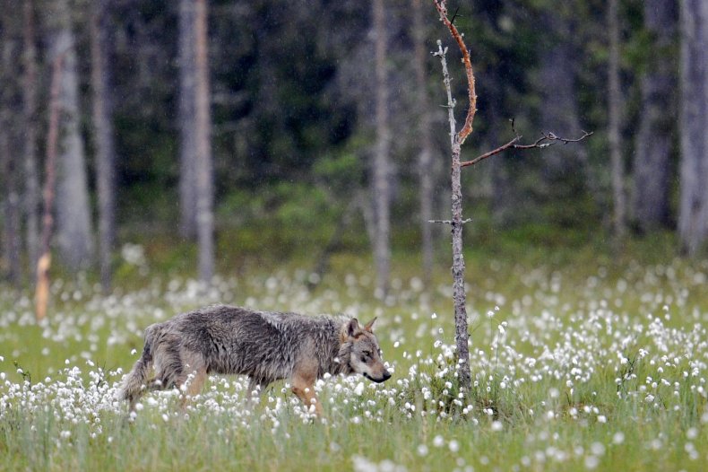 A wolf spotted near the Russian-Finnish border.