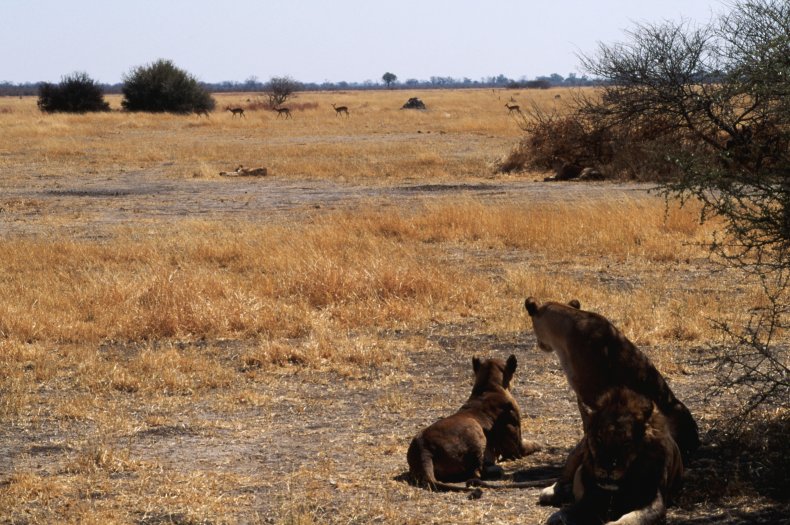 Lions