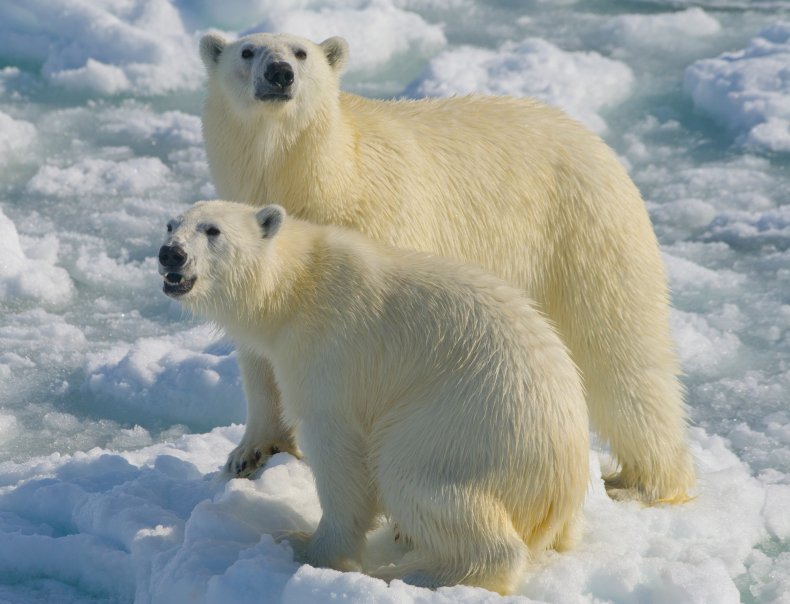 Polar Bears