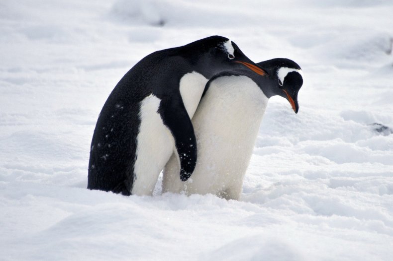 Penguins