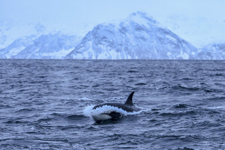 Orca