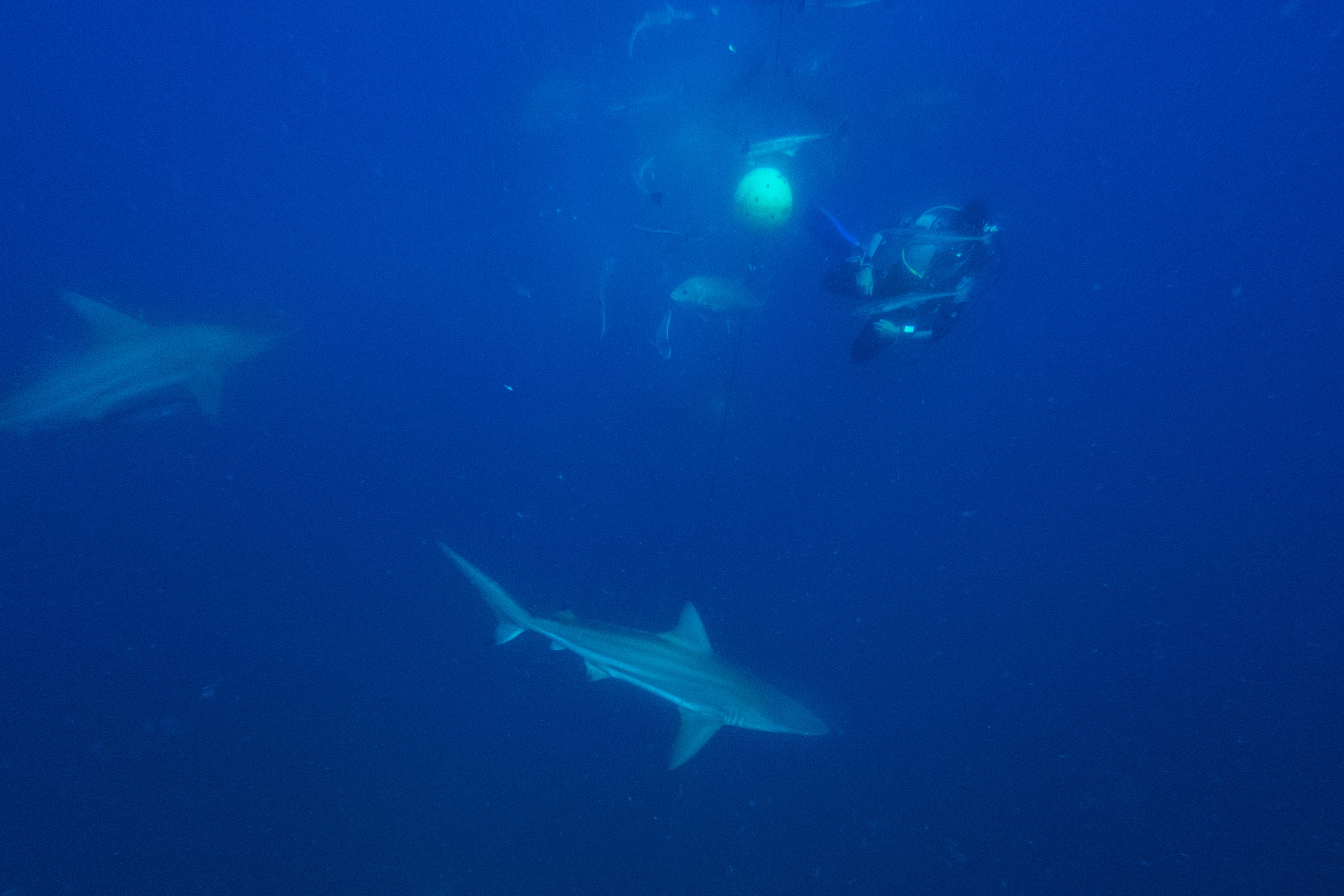 Bull Sharks Develop Social Bonds That Can Span Years, Study Finds - Newsweek