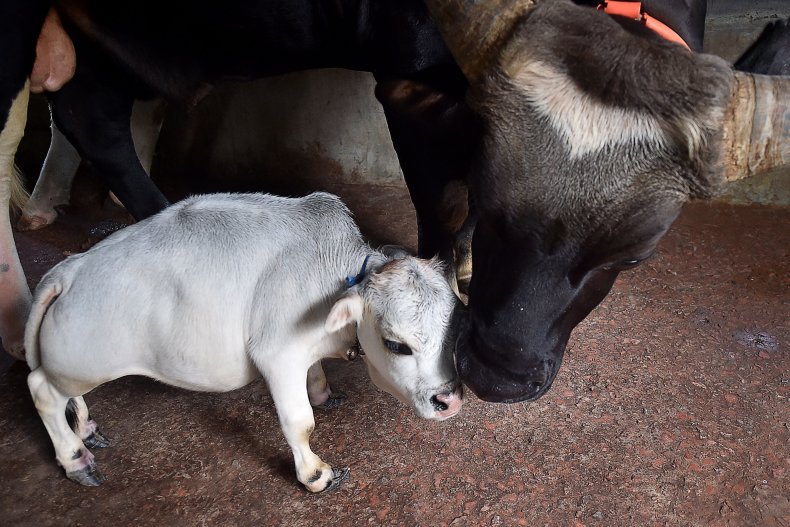 Shortest Cow Rani Dwarf Bangladesh Guinness Records