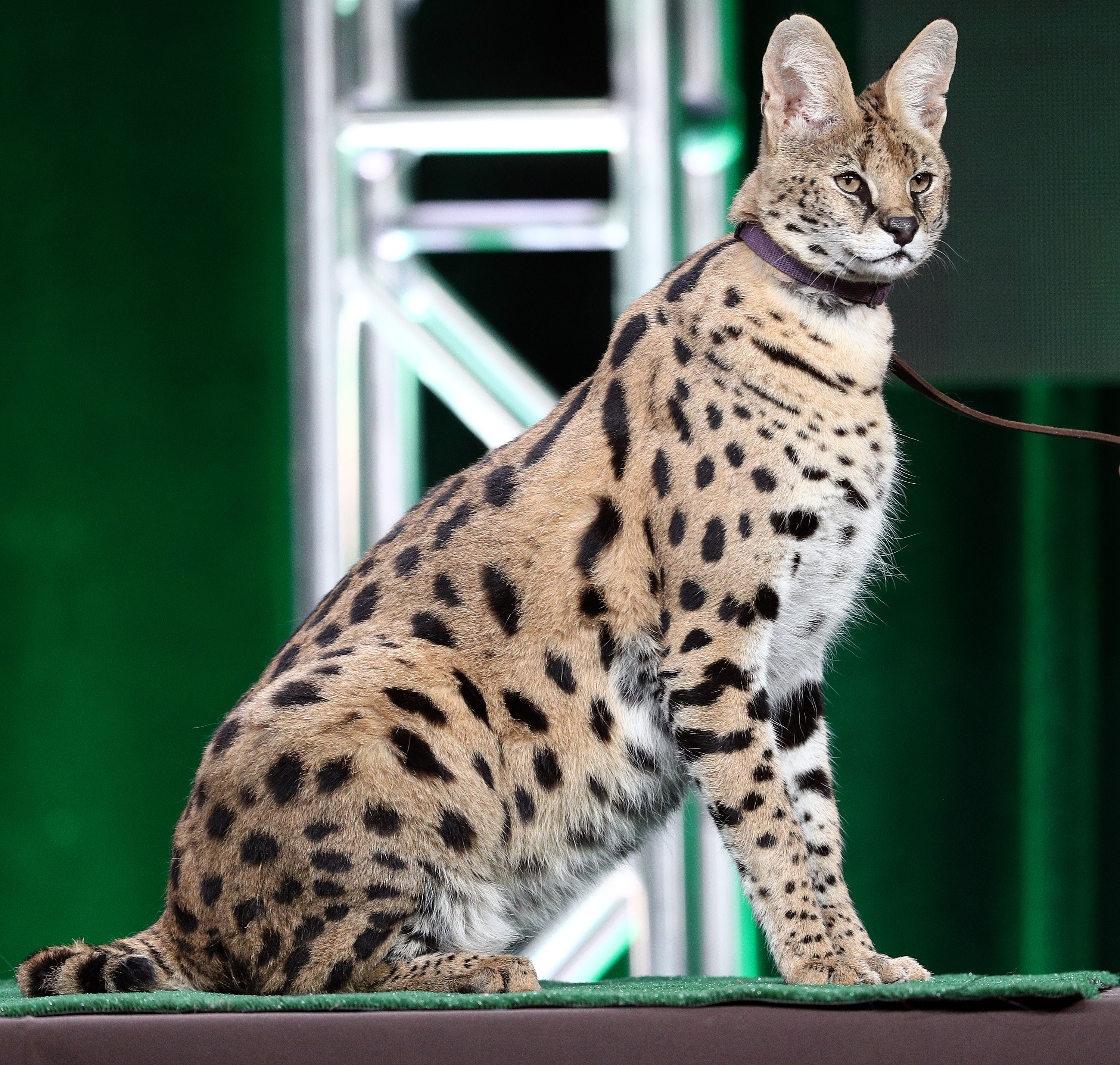 African wild cat store pet